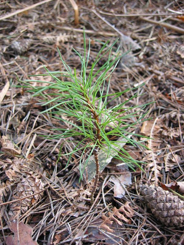 tree pine sapling 09